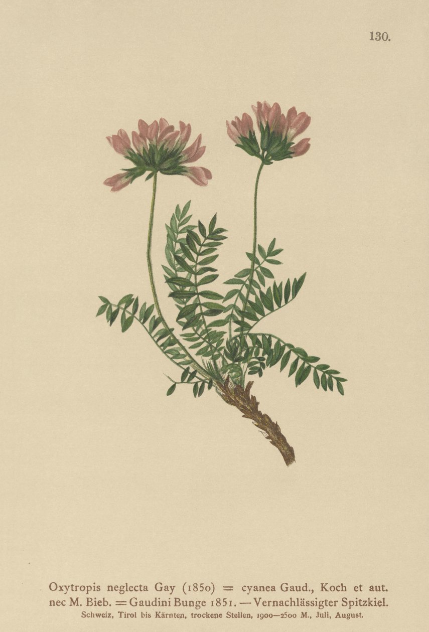 Pyrenéisk mjölkvicker (Oxytropis neglectus, Oxytropis cyanea, Oxytropis Gaudini, Oxytropis albana, Oxytropis caucasica, Oxytropis pyrenaica, Astragalus pyrenaicus) av German School
