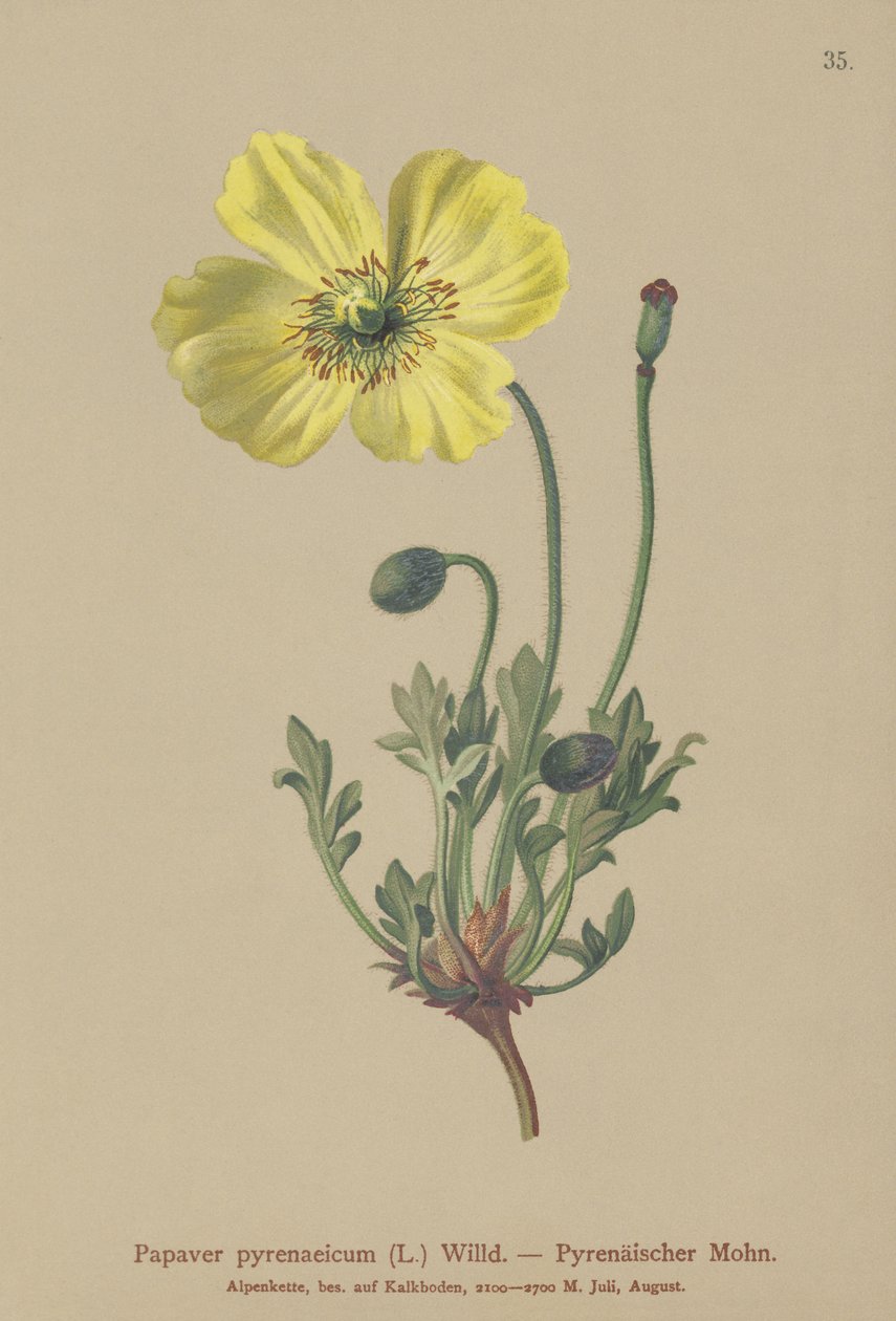 Pyrenéisk vallmo (Papaver pyrenaeicum, Papaver alpinum sub.) av German School
