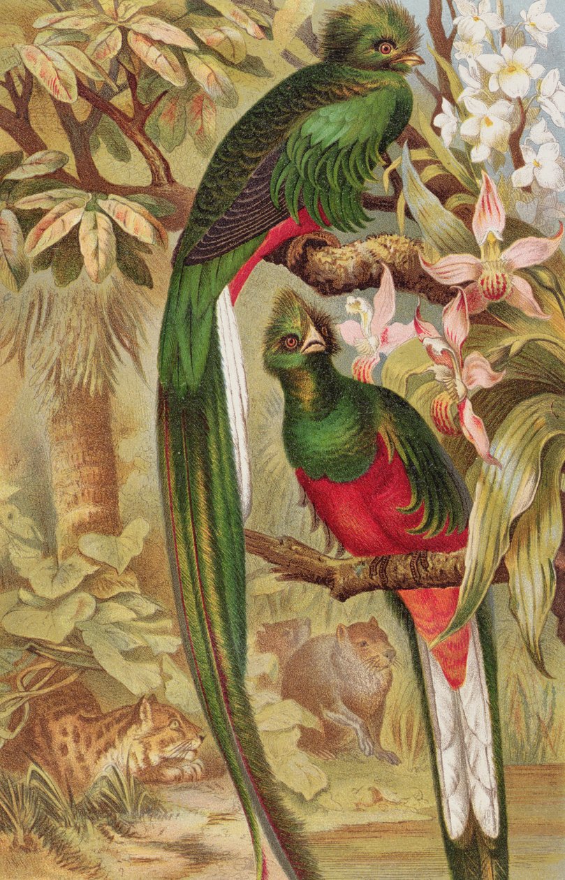 Quetzal, tallrik från Brehms Tierleben: Allgemeine Kunde des Tierreichs, vol.5, s.6, utgiven av Bibliographisches Institut, 1892 av German School