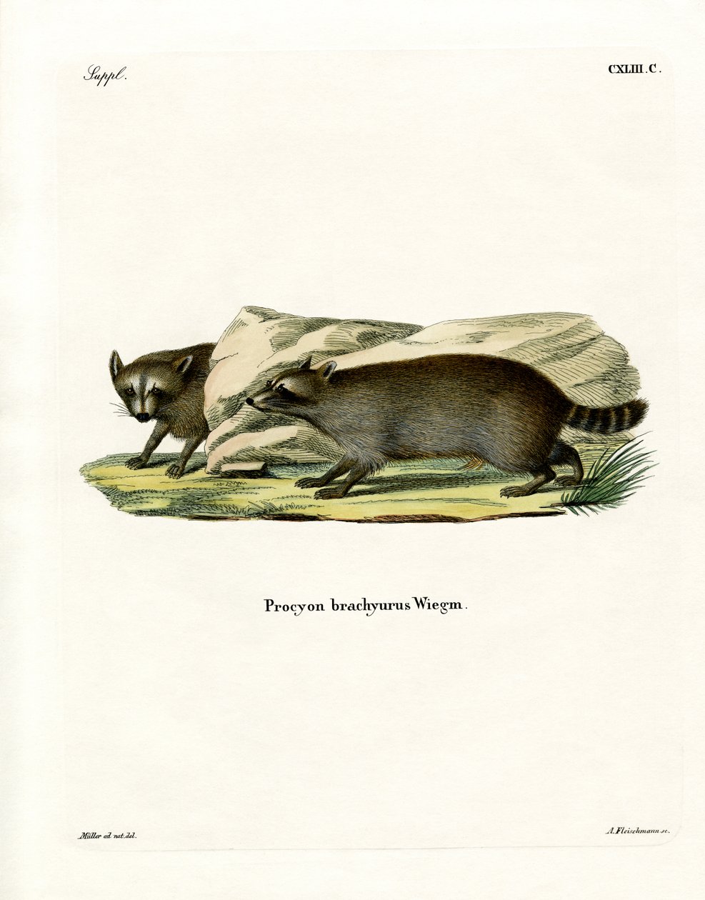 Raccoon (färgad gravyr) av German School
