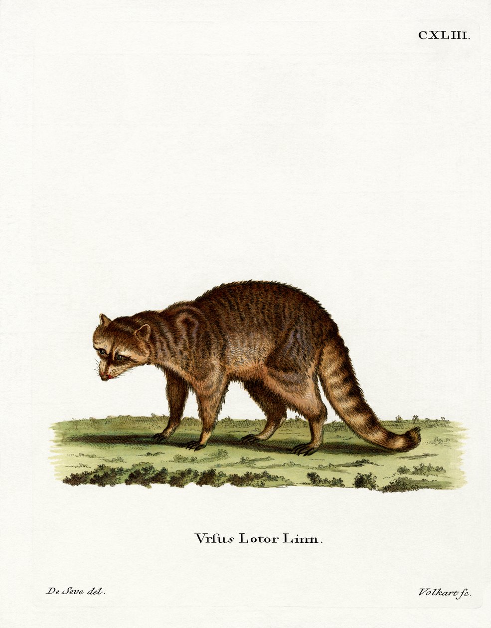 Raccoon (färgad gravyr) av German School