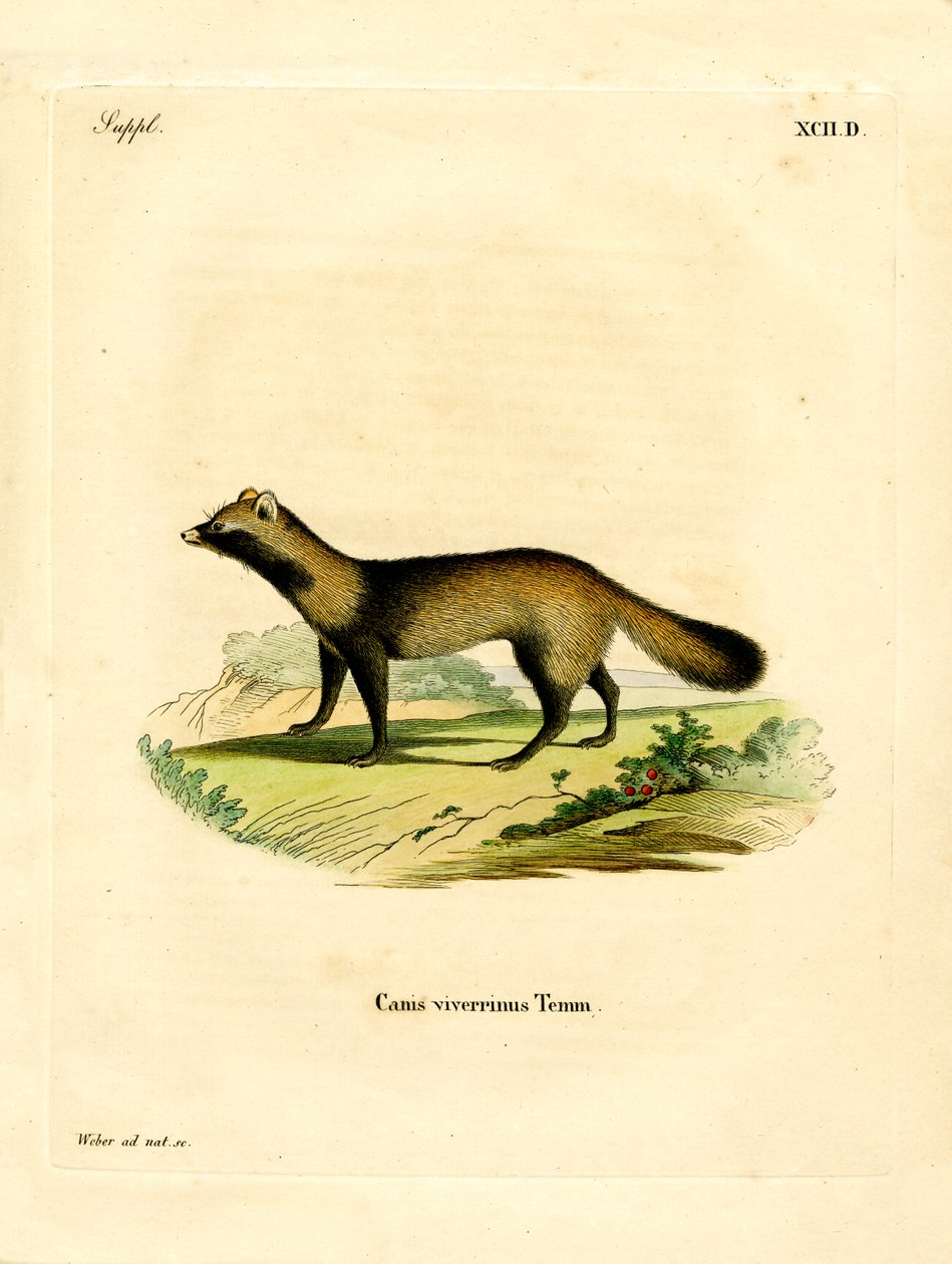 Raccoon Dog (färgad gravyr) av German School