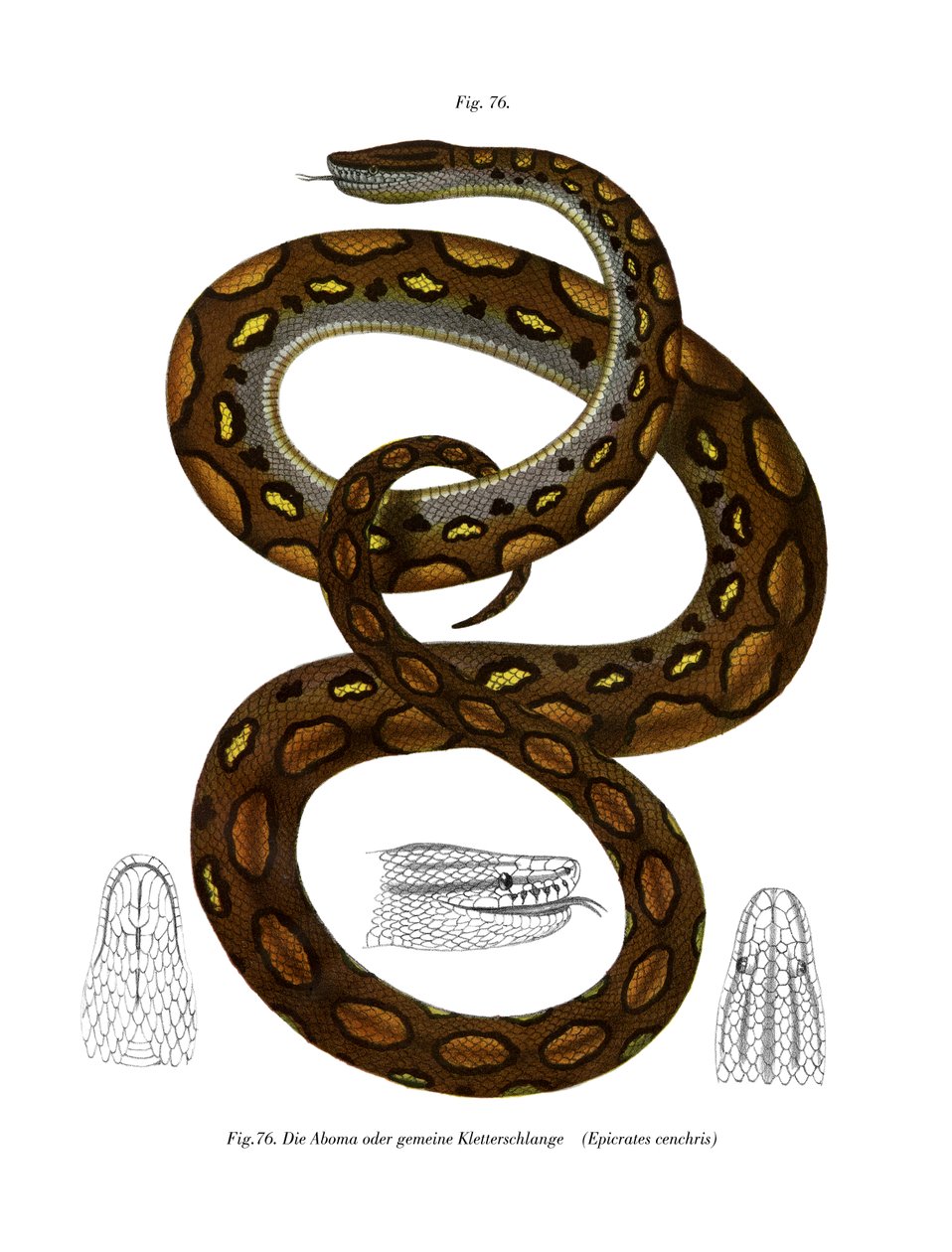 Rainbow Boa (färg litho) av German School