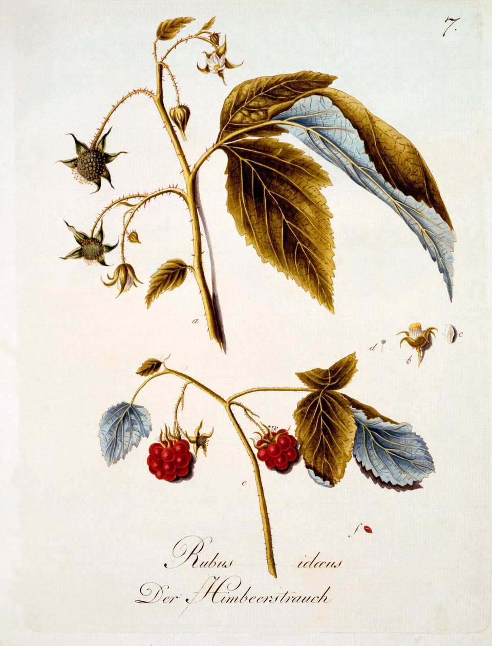 Hallon, illustration från en bok med tyska vilda blommor av Johann Daniel von Reitter, publicerad ca 1803-5 av German School