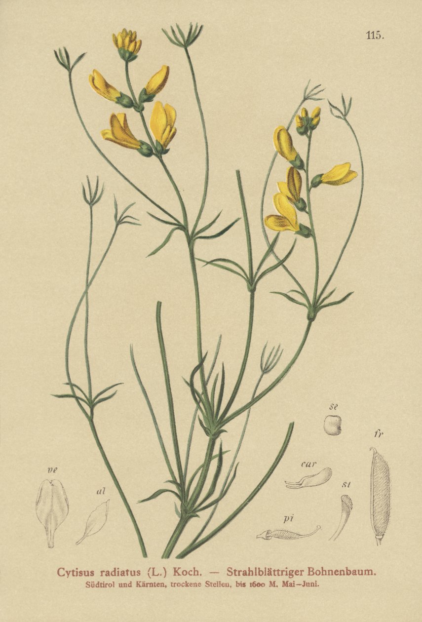 Strålkvast (Cytisus radiatus, Cytisanthus radiatus, Genista radiata) av German School