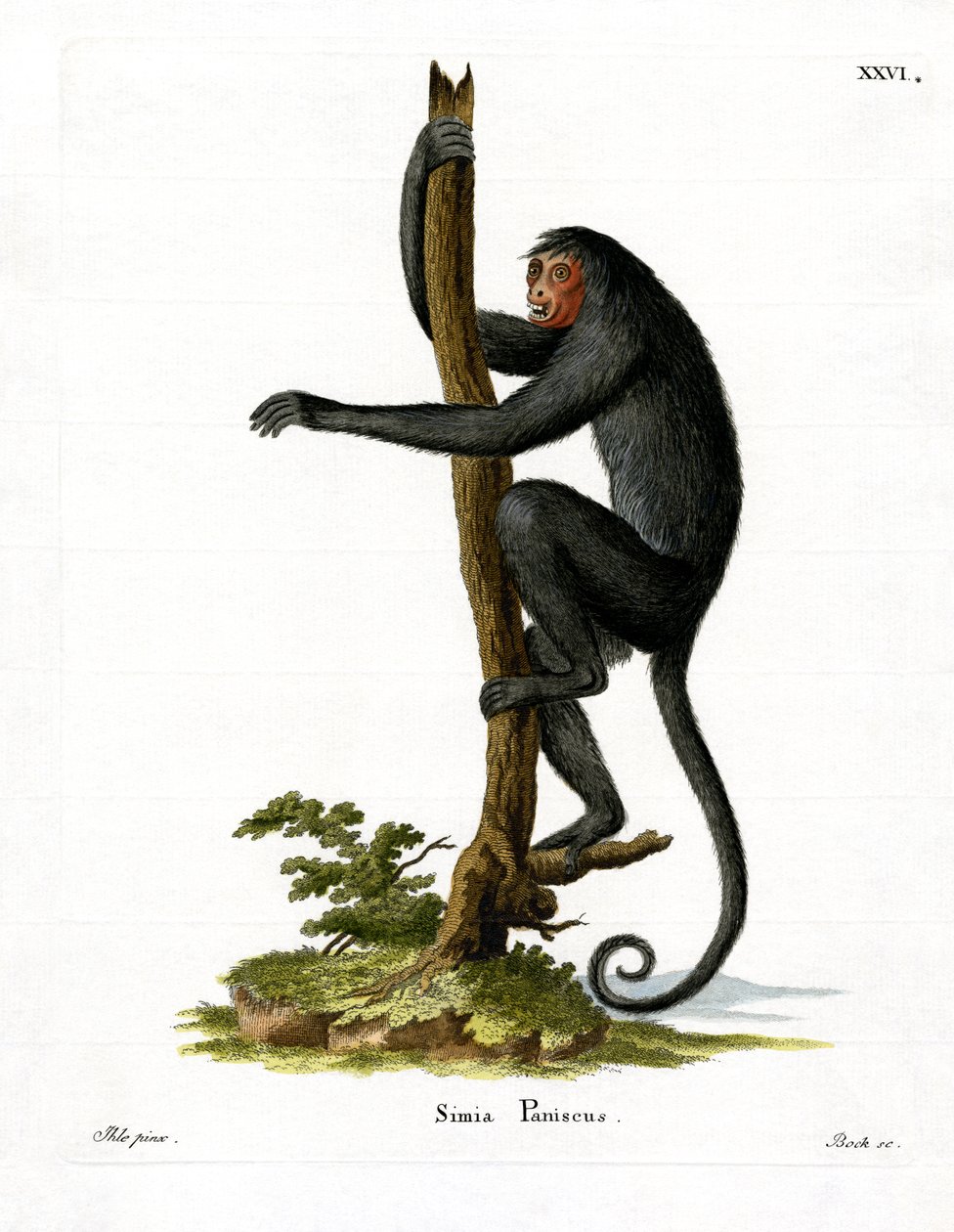 Spider Monkey med röd ansikte (färgad gravyr) av German School