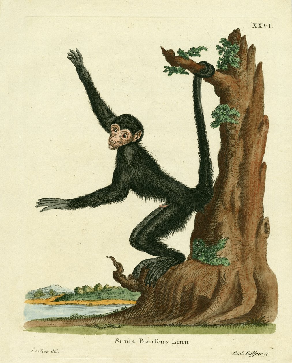 Spider Monkey med röd ansikte (färgad gravyr) av German School