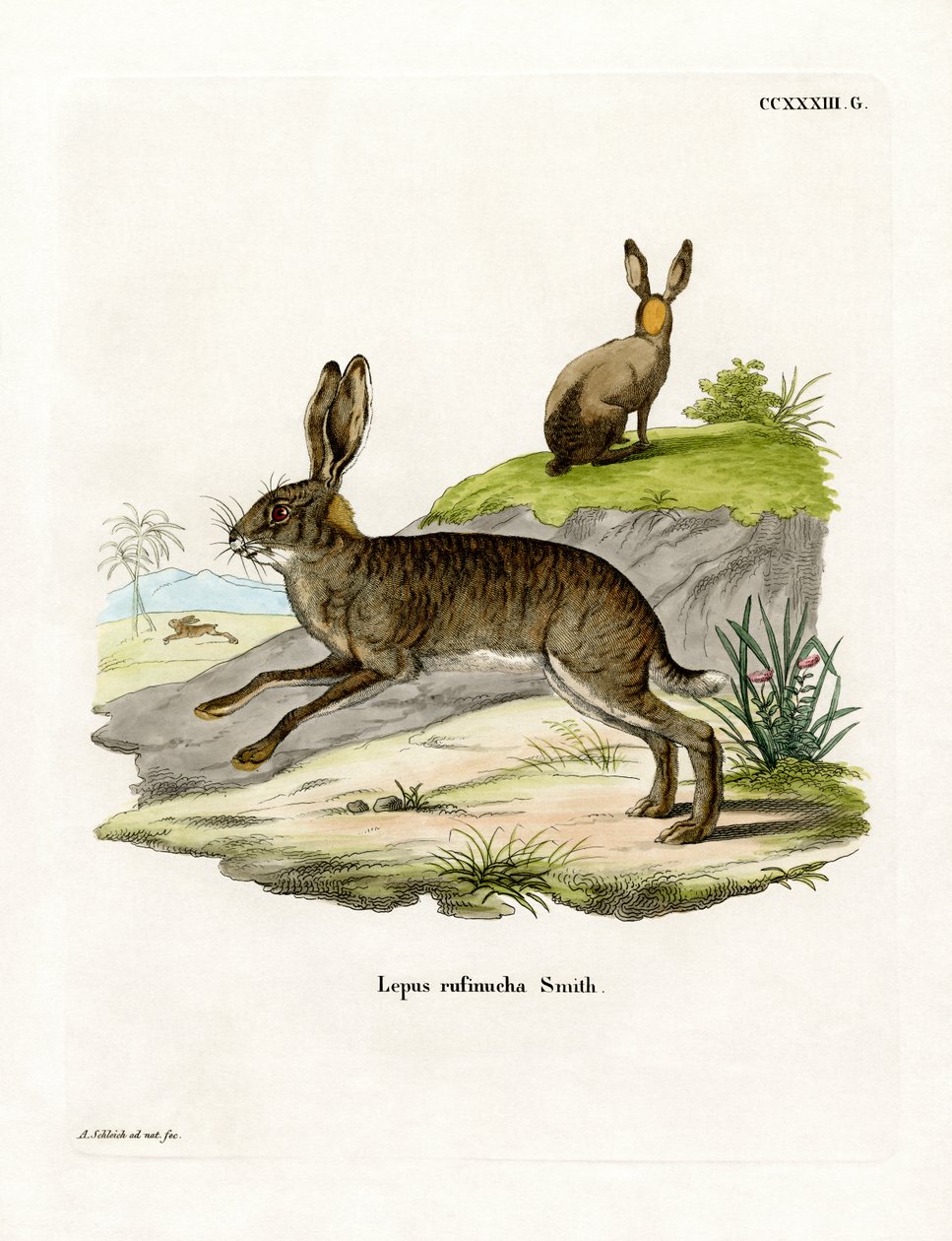 Rödhalsad skrubbhare (färgad gravyr) av German School
