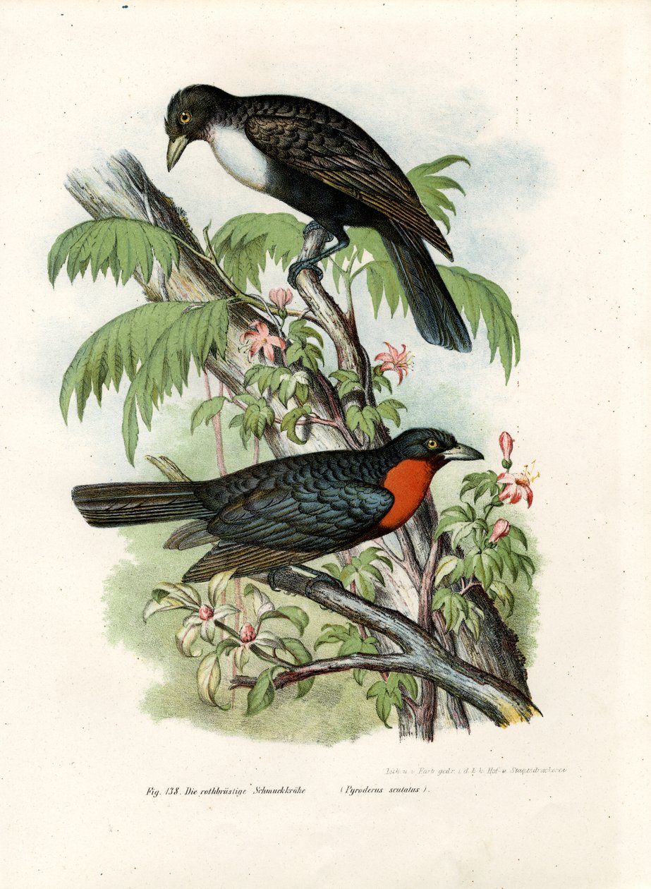 Rödfräsad fruktkråka, 1864 av German School