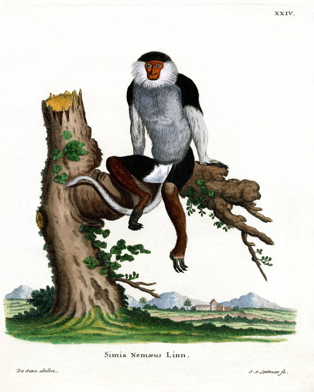 Rödskaftad Douc Langur (färgad gravyr) av German School