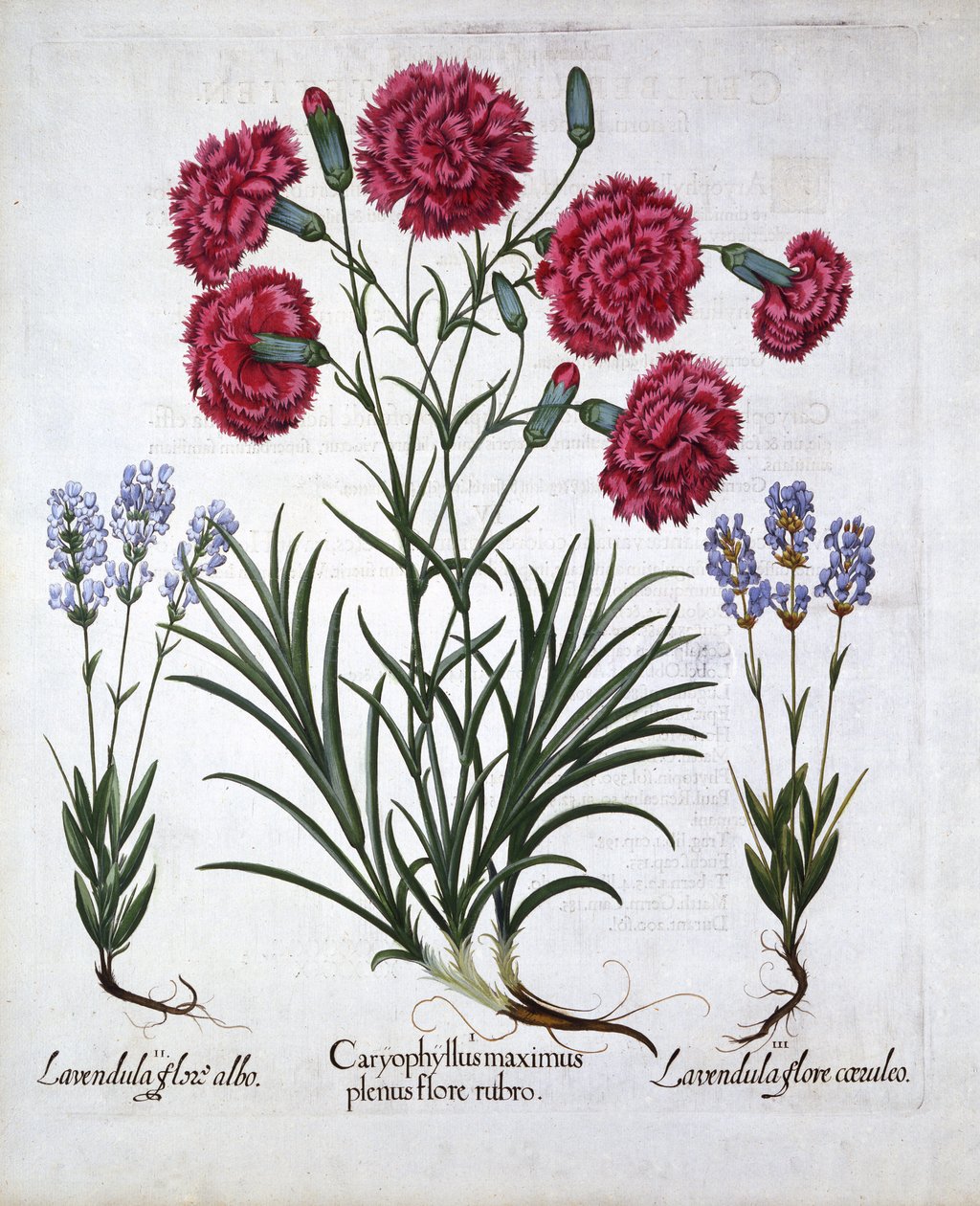 Röd nejlika och lavendel, från Hortus Eystettensis, av Basil Besler (1561-1629), pub. 1613 (handfärgad gravyr) av German School