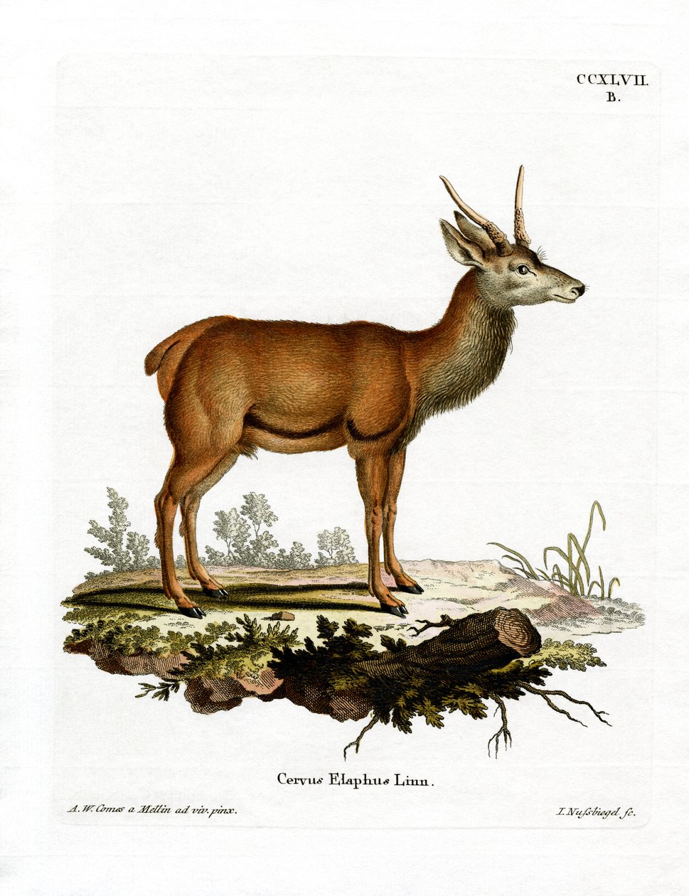 Red Deer (färgad gravyr) av German School
