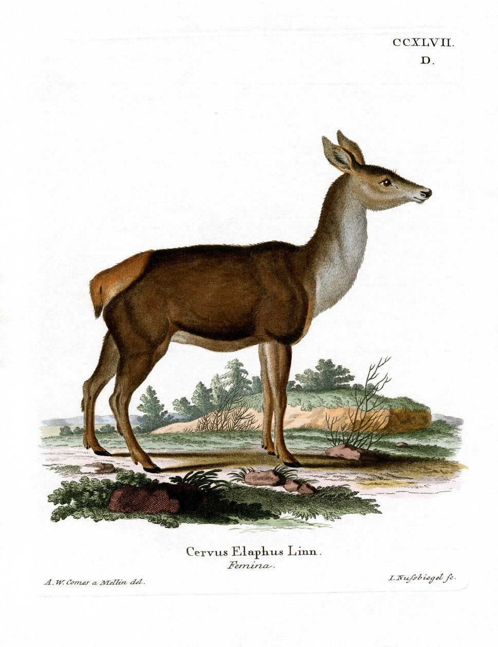 Red Deer (färgad gravyr) av German School