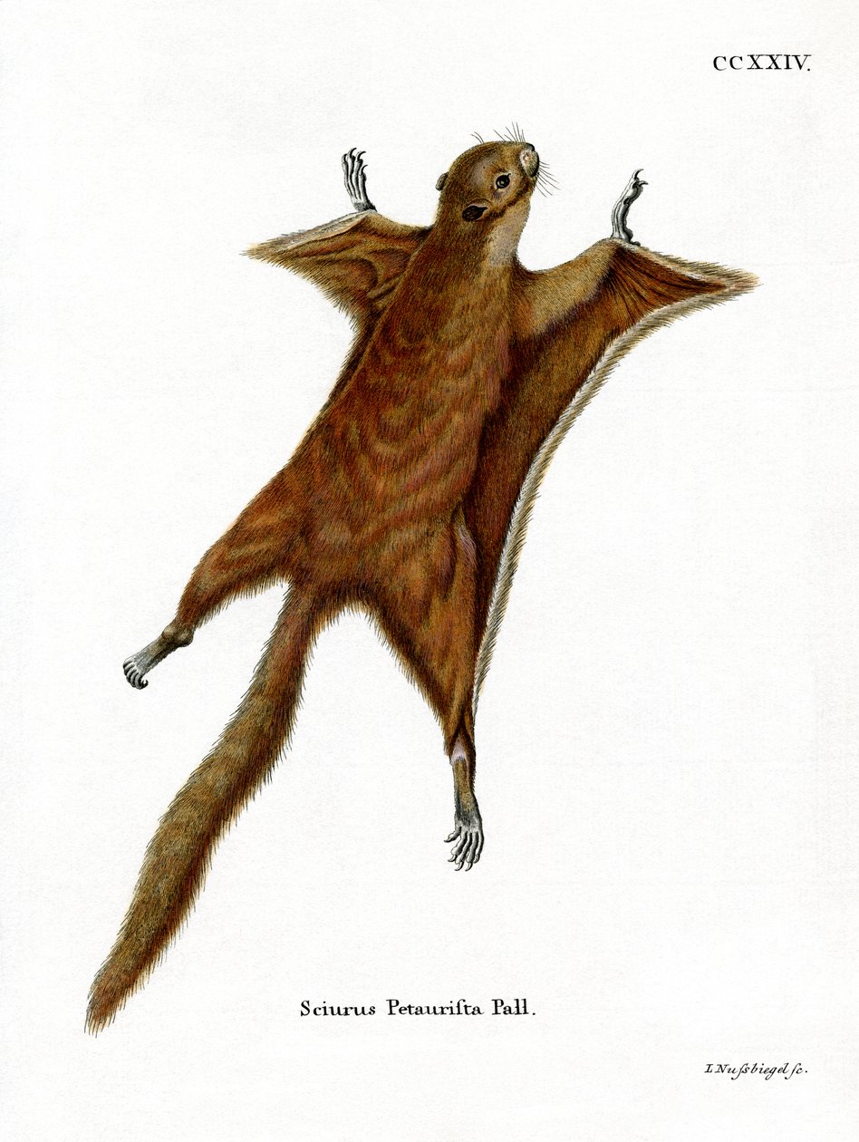 Röd jätte flygekorre (färgad gravyr) av German School