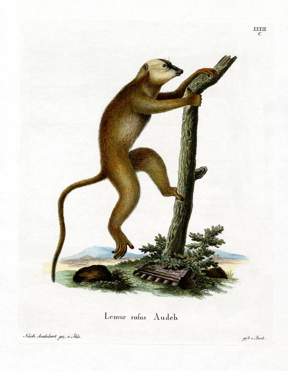 Red Lemur (färgad gravyr) av German School
