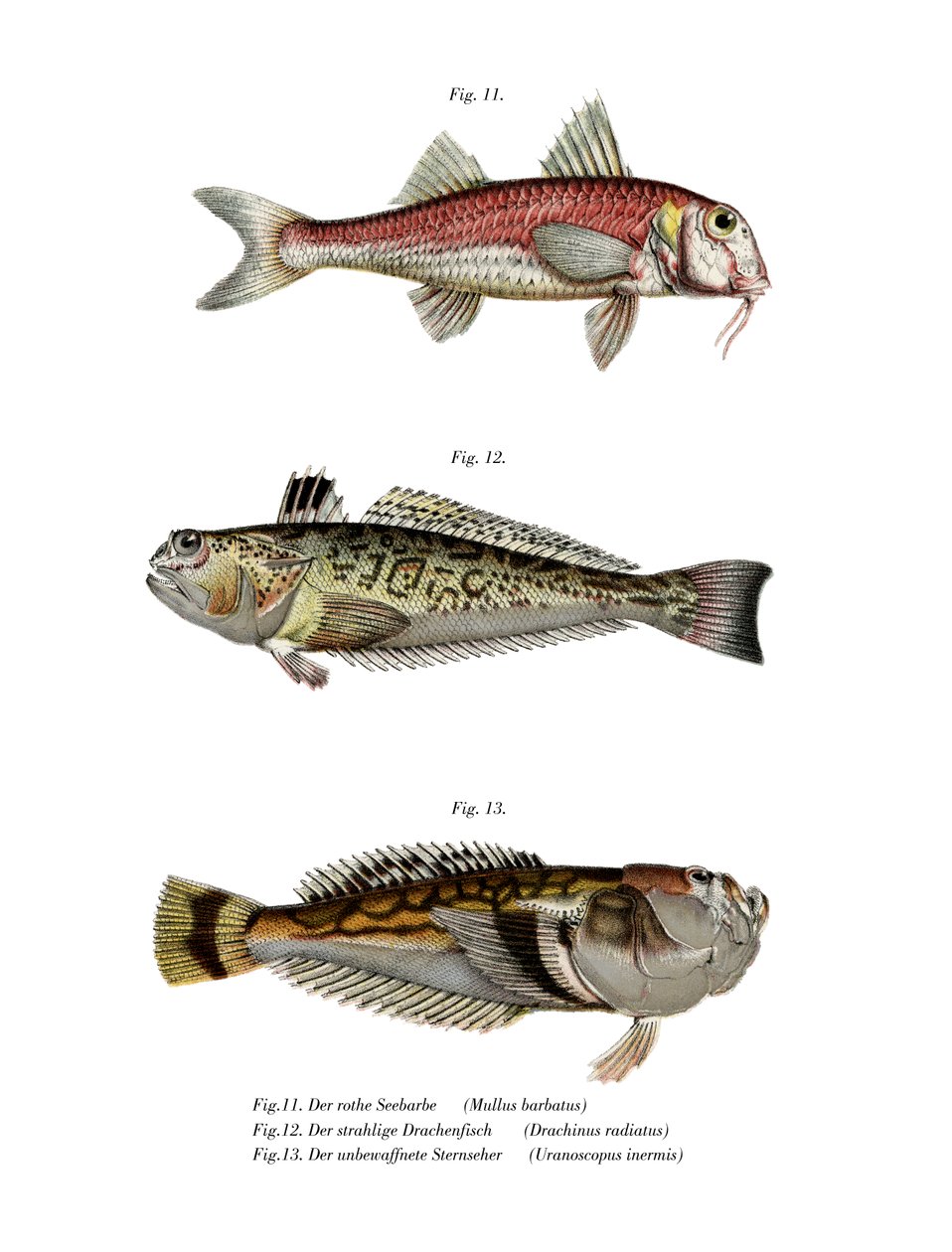 Red Mullet (färg litho) av German School