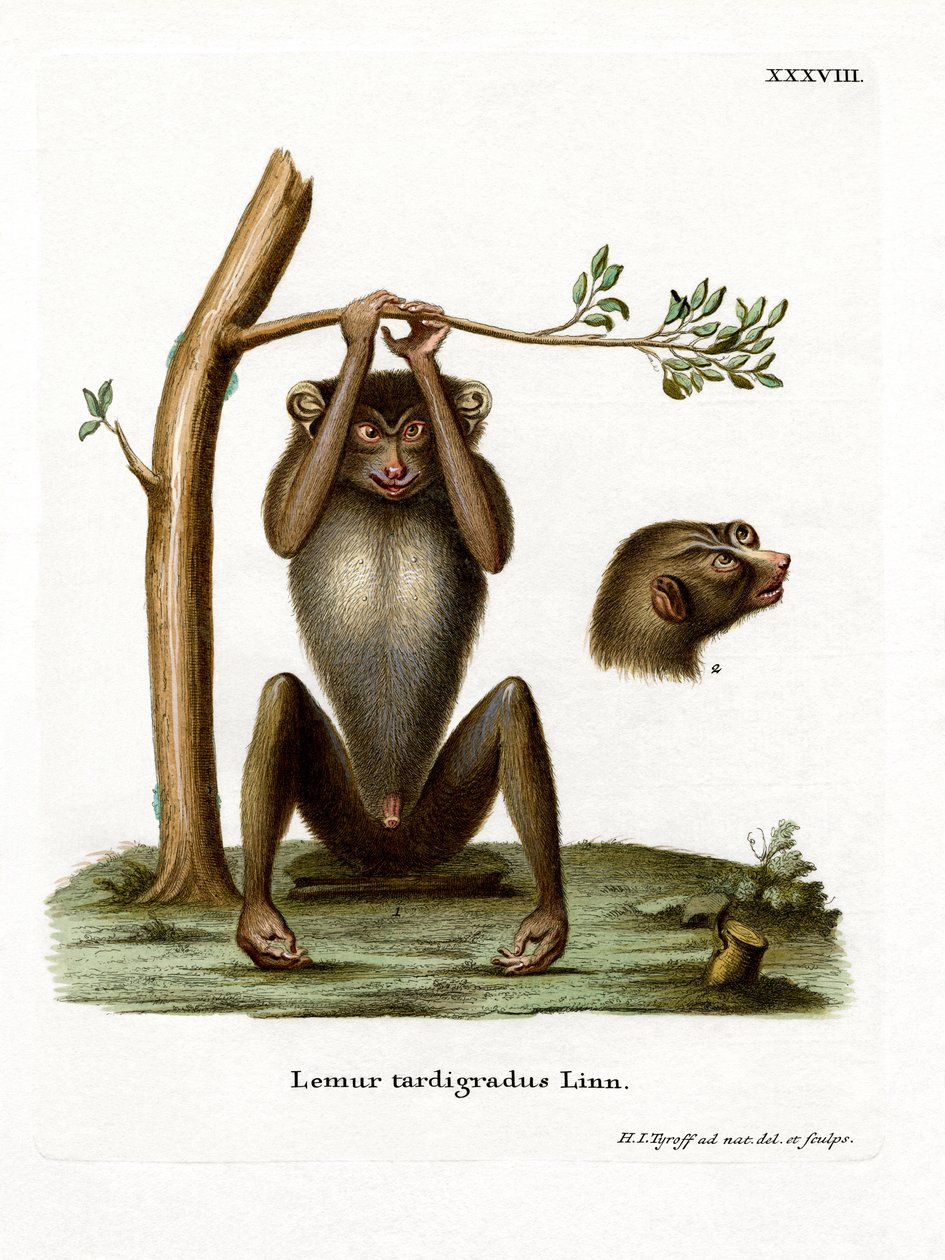 Red Slender Loris (färgad gravyr) av German School