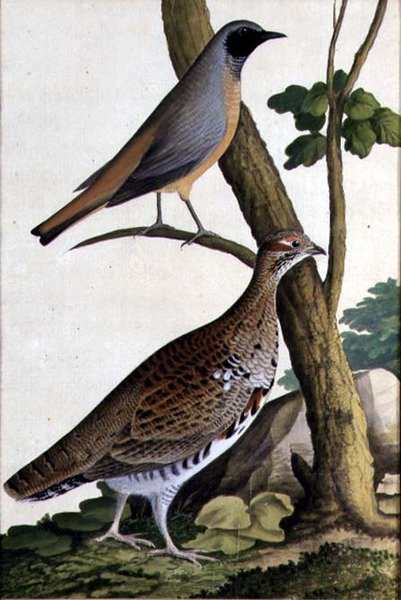 Rödstjärt (Phoenicurus phoenicurus) och hasselhöna, ca 1740 (akvarell på papper) av German School