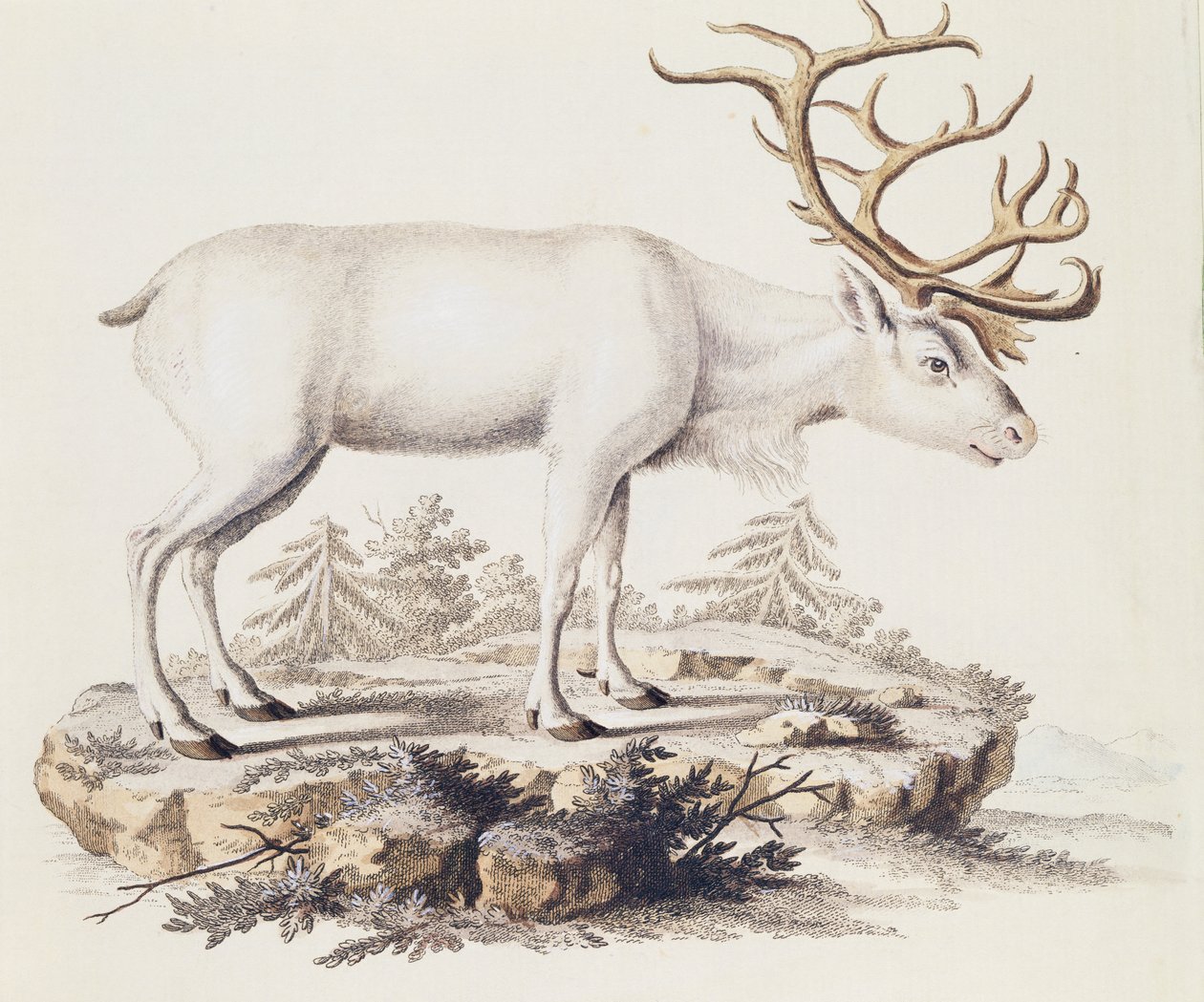 Renar (Cervus tarandus), från däggdjur illustrerade från naturen med beskrivningar, av Johann Christian Daniel von Schreber (1739-1810), gravyr av I Nufsbiegel, volym 5, tabell 248-C, Tyskland av German School