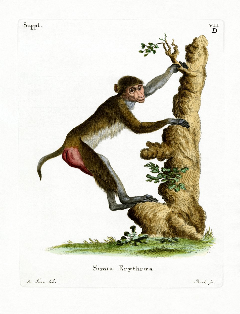 Rhesus Macaque (färgad gravyr) av German School