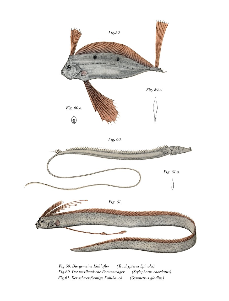 Ribbon Fish (färg litho) av German School