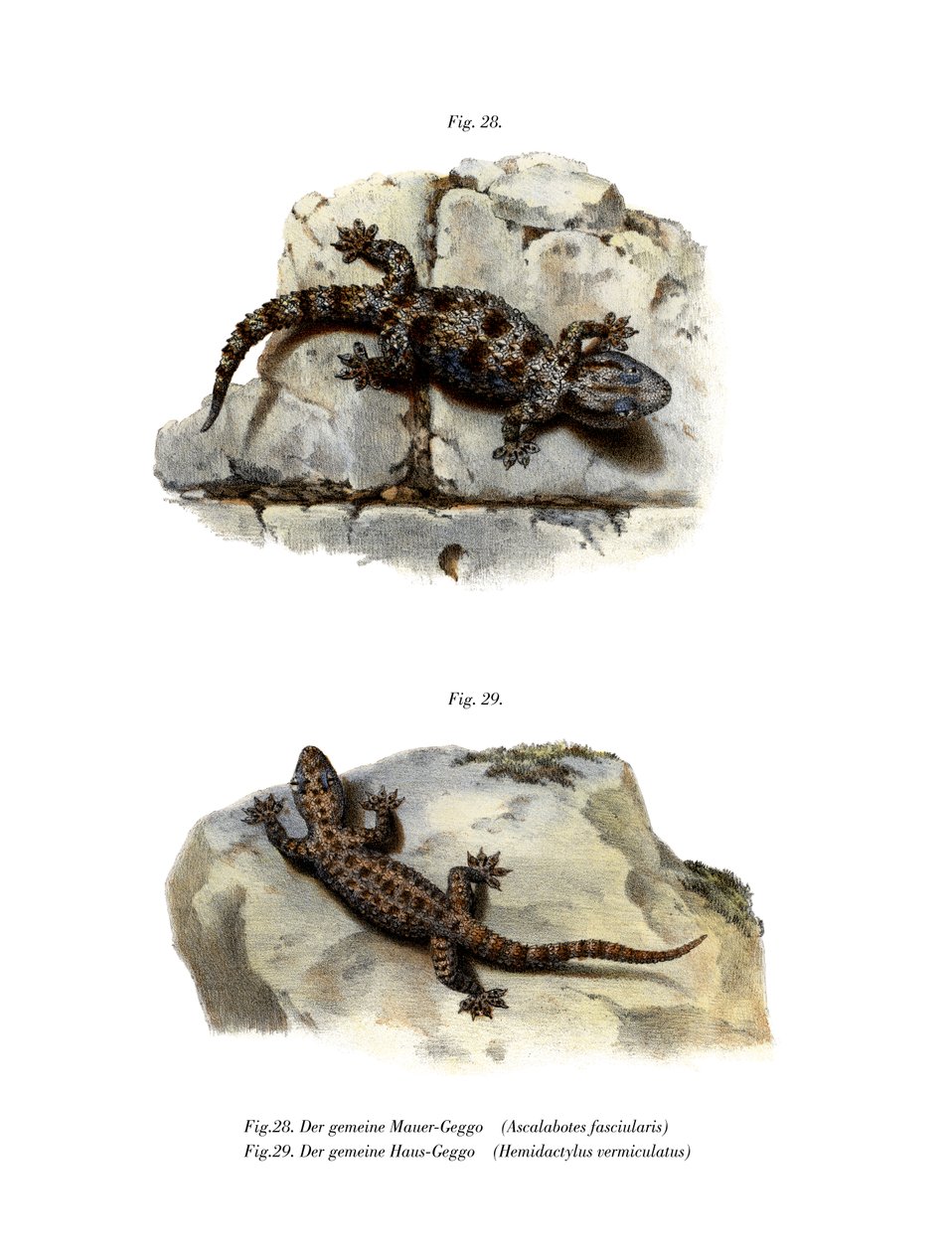 Ringed Wall Gecko (färg litho) av German School