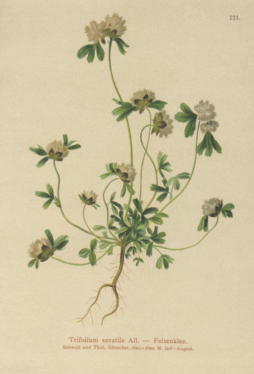 Rock Clover (Trifolium saxatile) av German School