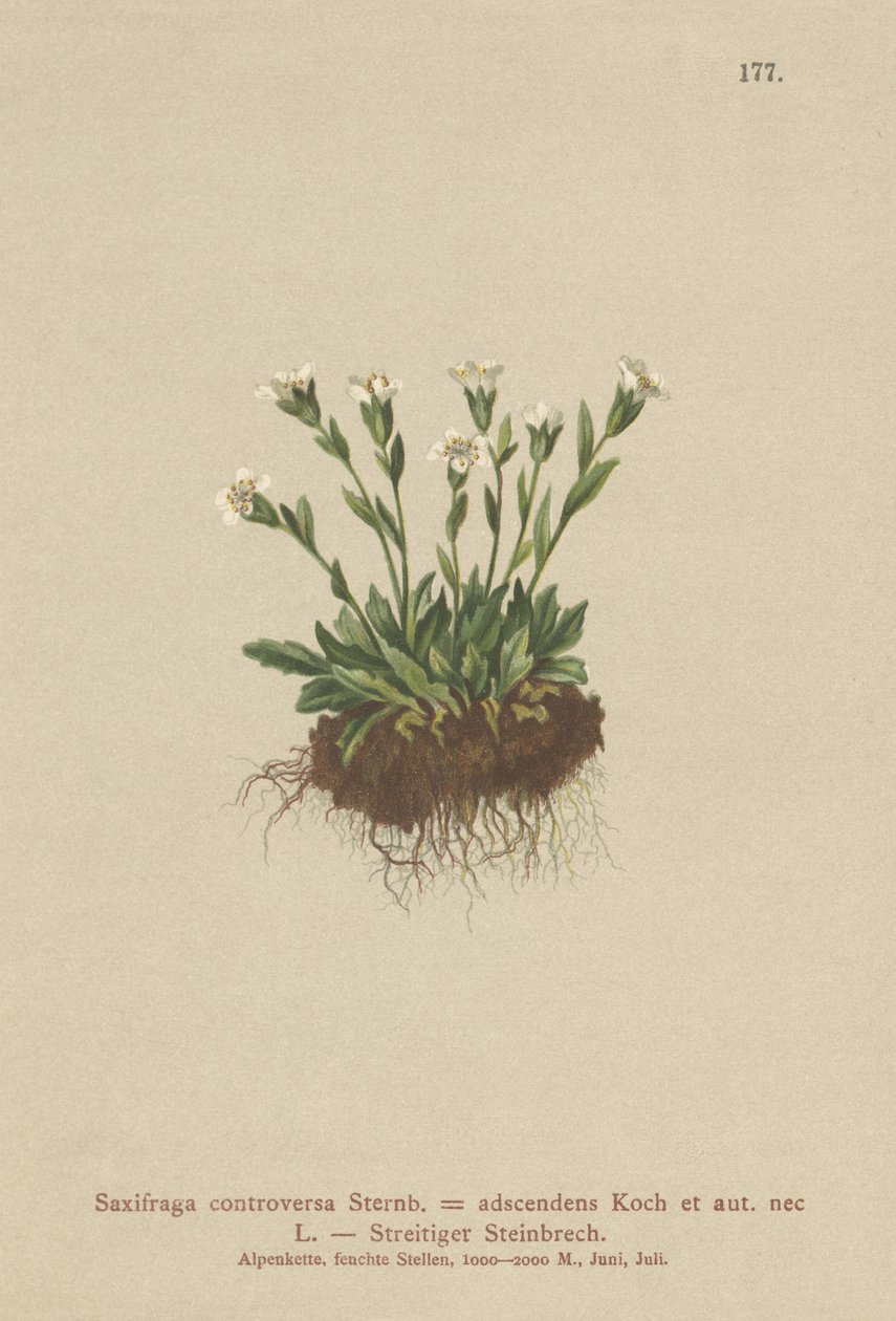 Rock Saxifrage (Saxifraga controversa, Saxifraga adscendens) av German School