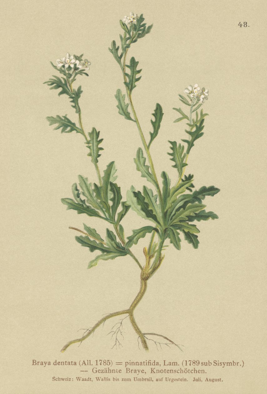 Bergkrasse (Braya dentata, Braya pinnatifida, Murbeckiella pinnatifida, Arabette pennatifida, Grass Cornacchia pennatifida) av German School