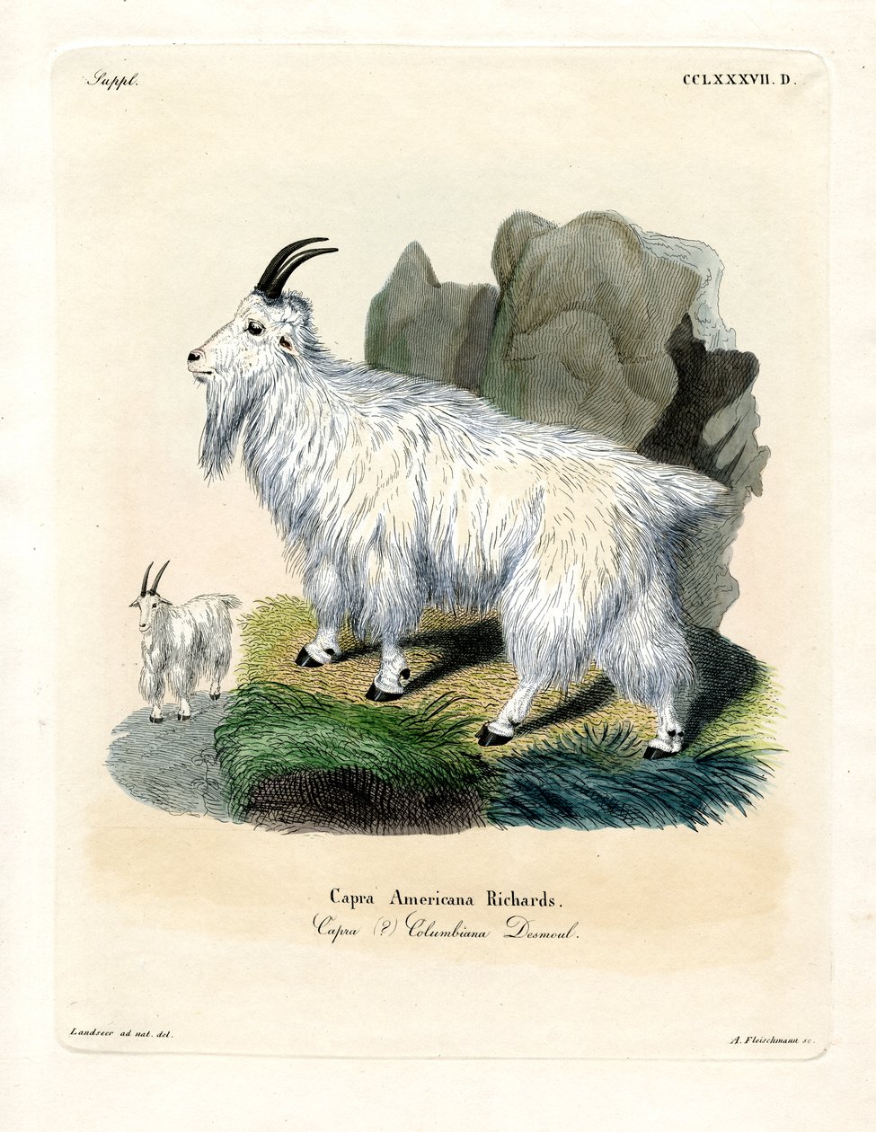 Rocky Mountain Goat (färgad gravyr) av German School