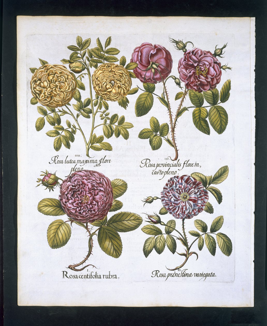 Rosor, tallrik 95 från Hortus Eystettensisby Basil Besler (1561-1629) pub. 1613 (handfärgad gravyr) av German School