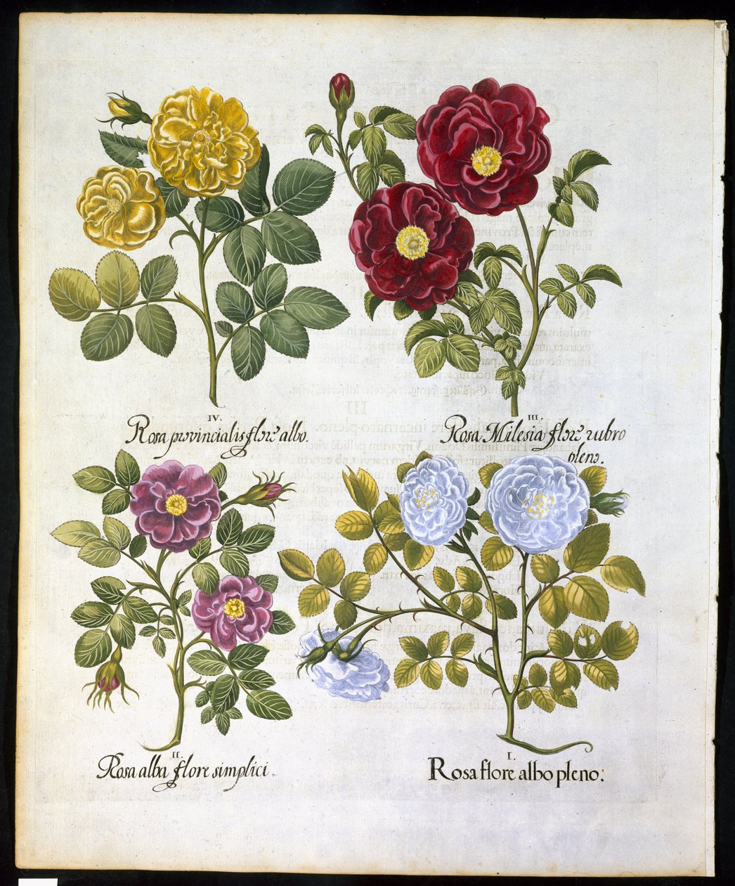 Rosor, tallrik 96 från Hortus Eystettemsis av Basil Besler (1561-1629) pub 1613 (handfärgad gravyr) av German School