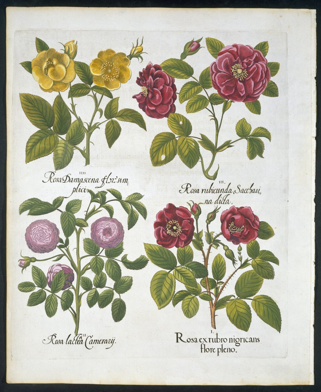 Rosor, tallrik 96 från Hortus Eystettensis av Basil Besler (1561-1629) pub 1613 (handfärgad gravyr) av German School