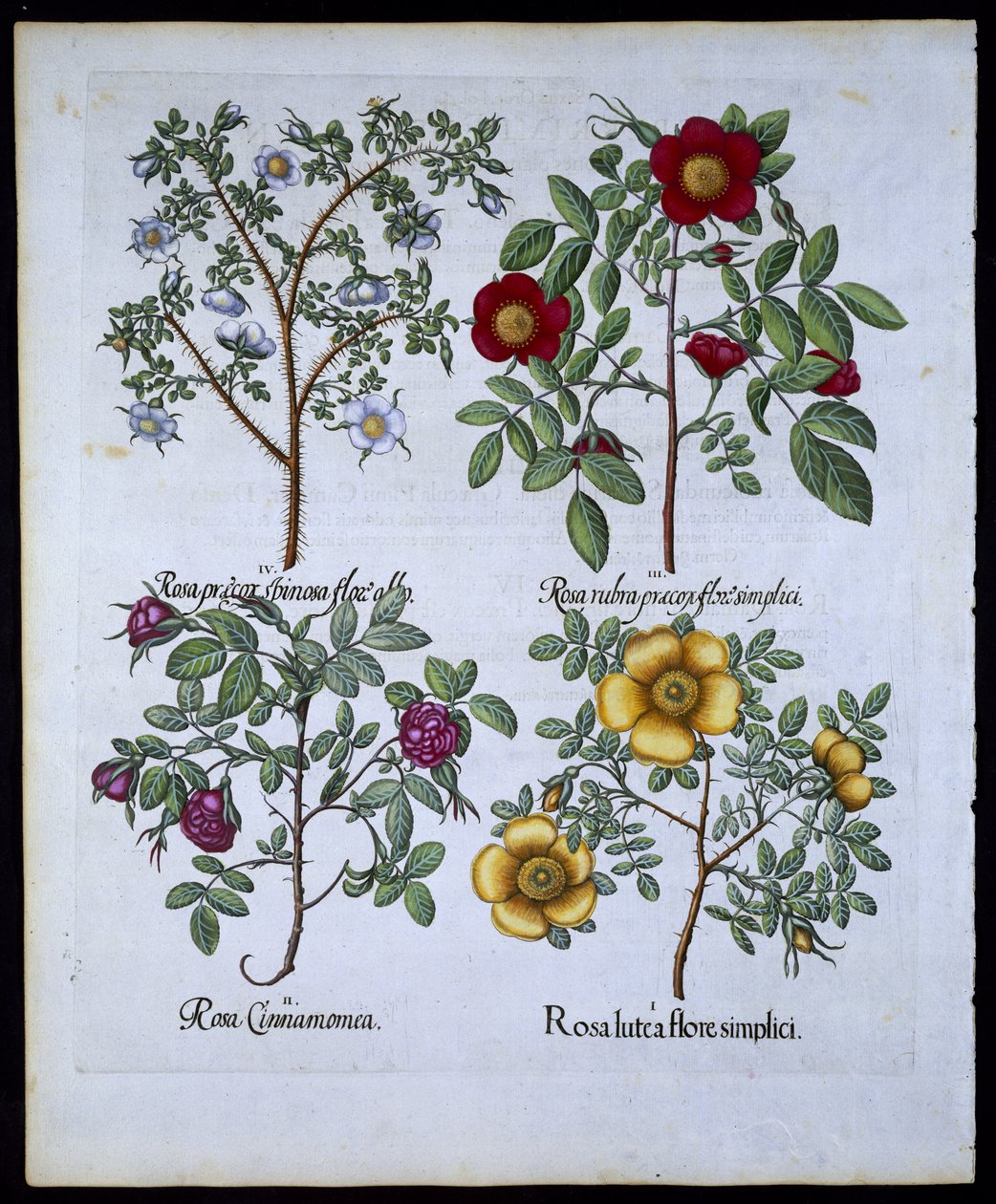 Rosor, tallrik 98 från Hortus Eystettensisby Basil Besler (1561-1629) pub. 1613 (handfärgad gravyr) av German School