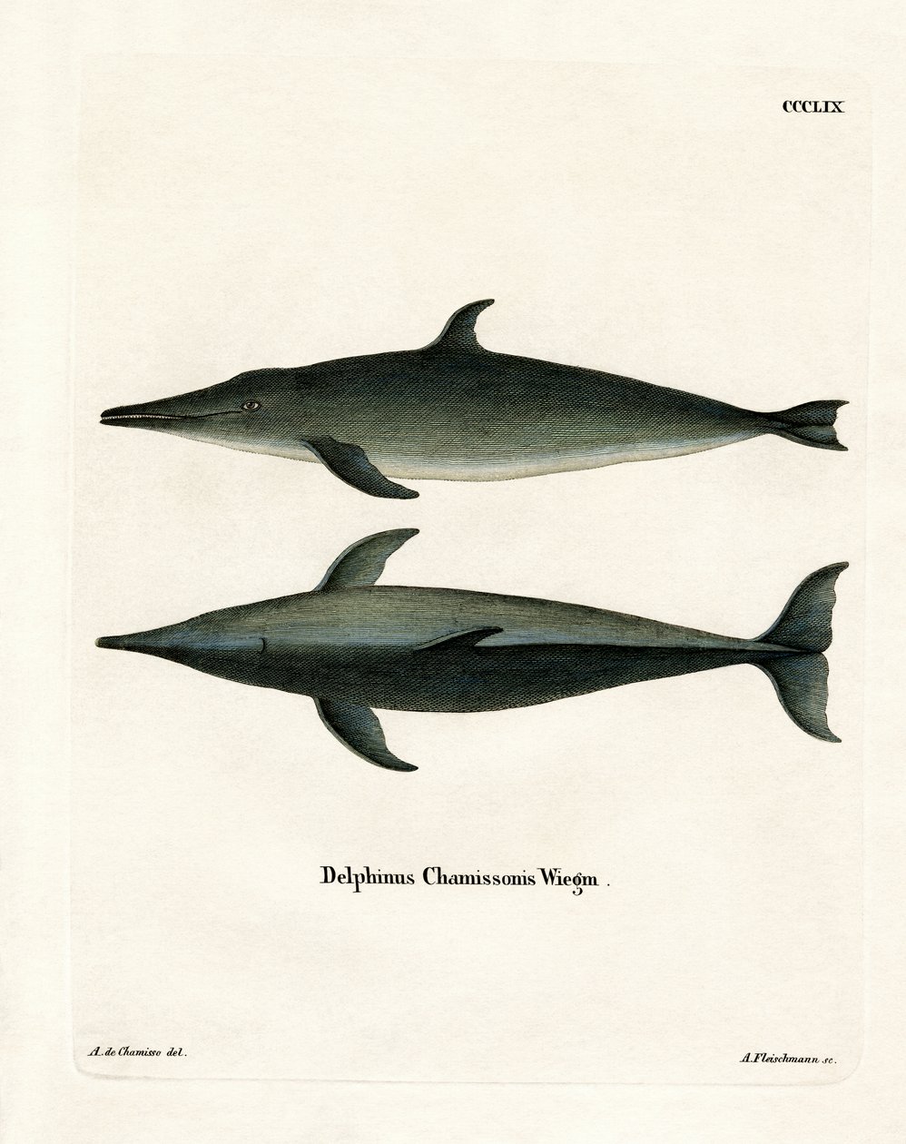 Grovtandad delfin (färgad gravyr) av German School