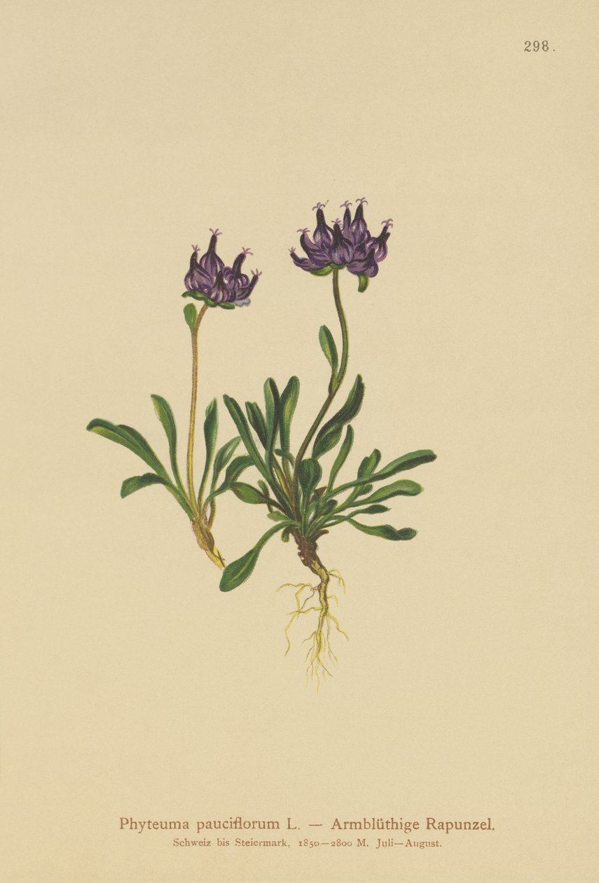 Rampion med rund huvud (Phyteuma pauciflorum, Rapunculus pauciflorus, Phyteuma globulariifolium) av German School