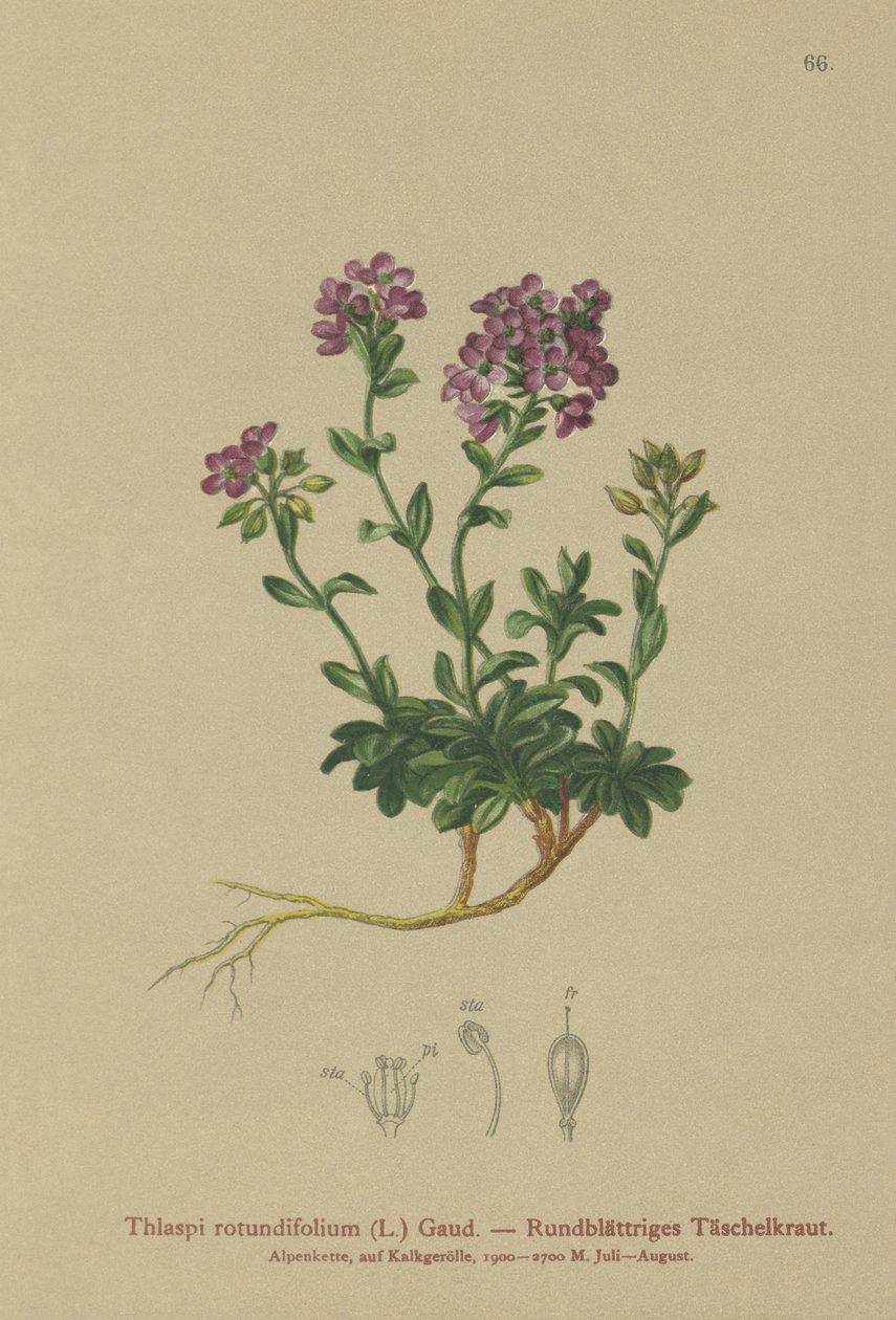 Rundbladig krasse (Thlaspi rotundifolium, Noccaea rotundifolia, Thlaspi cepaeifolium subsp. rotundifolium) av German School