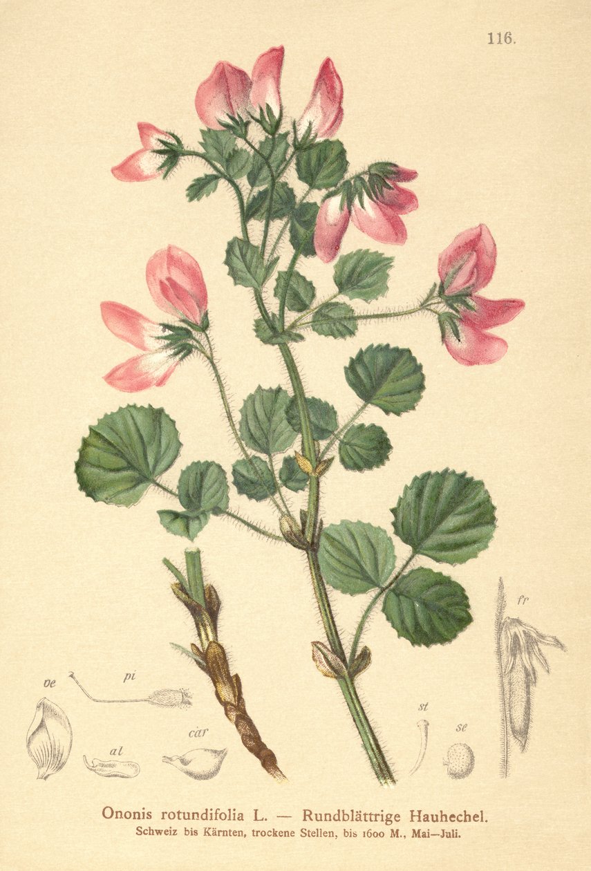 Rundbladig resttharrow (Ononis rotundifolia, Ononis tribracteata) av German School