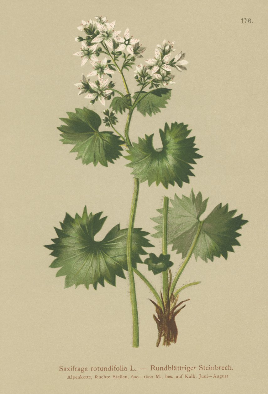 Rundbladig saxifrage (Saxifraga rotundifolia) av German School