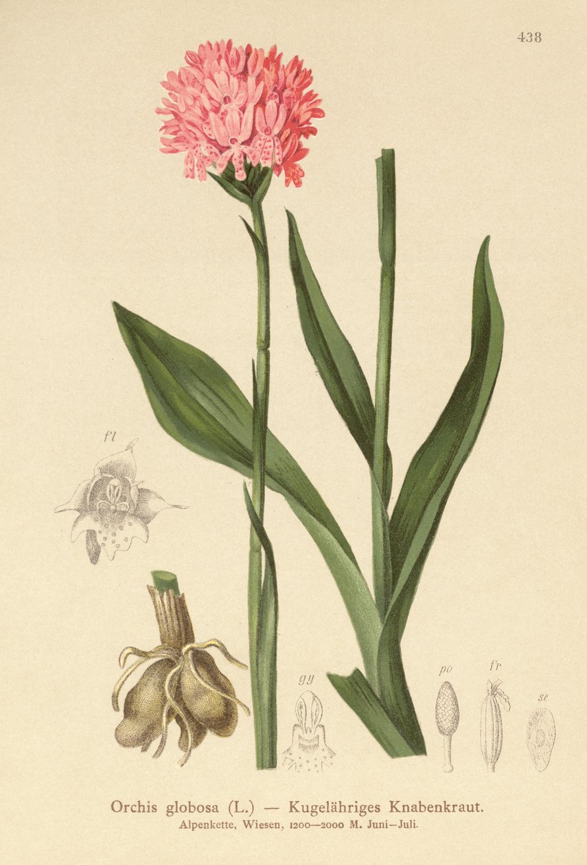 Rundhuvud orkidé (Orchis globosa, Traunsteinera globosa) av German School