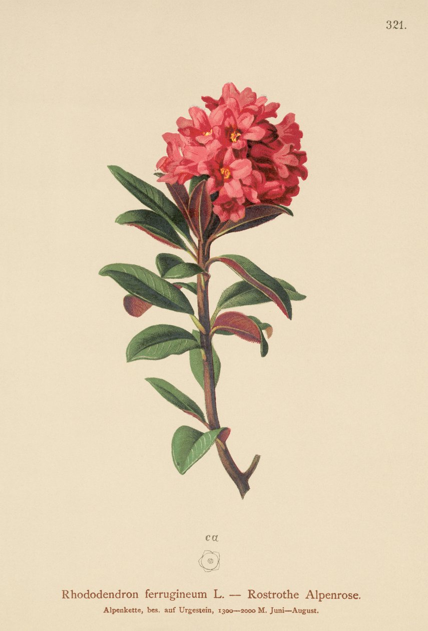 Rostig blad alpenrosa (Rhododendron ferrugineum) av German School