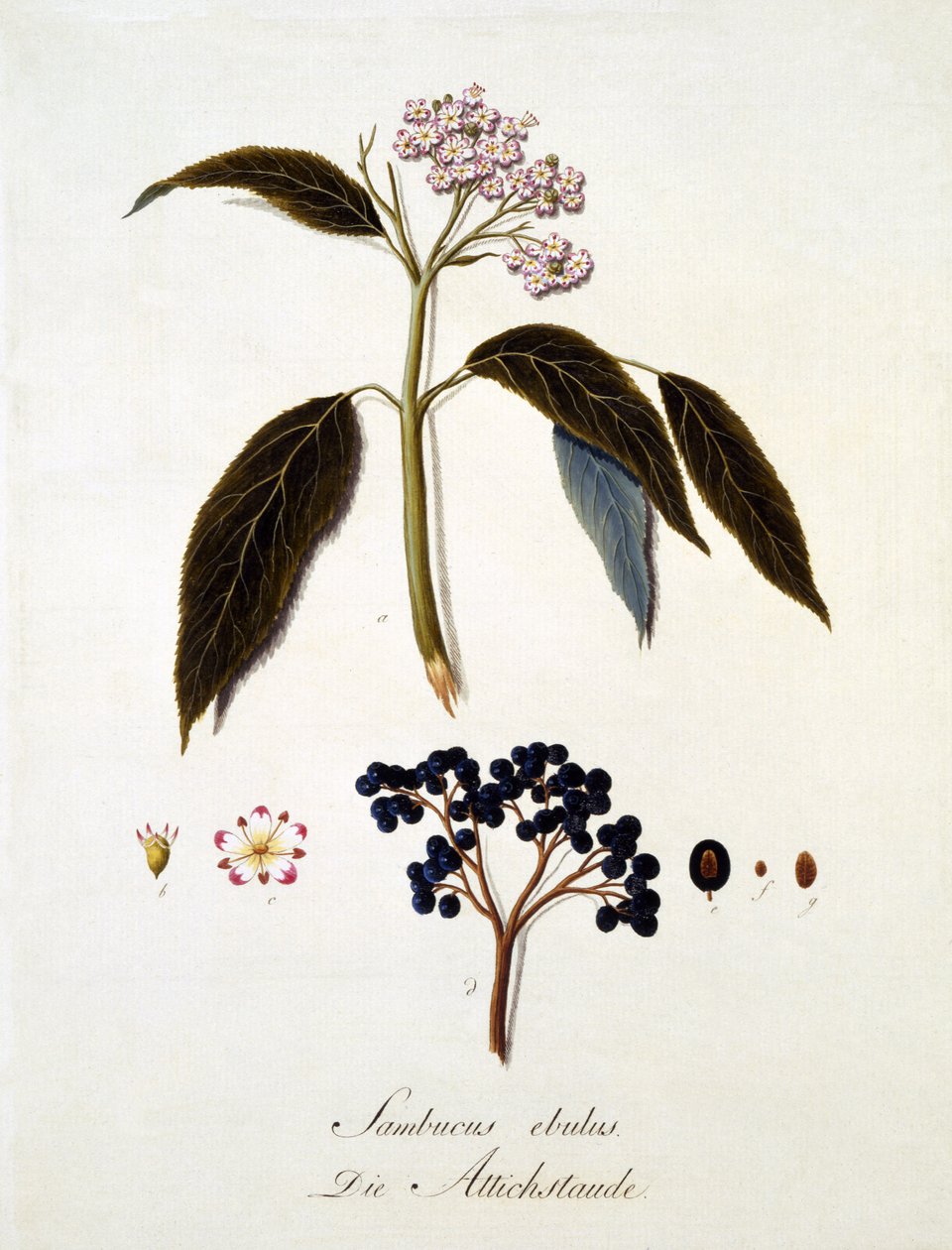 Sambucus Ebulus, från "A Comprehensive Work on All Species of Wood" av Johann Daniel von Reitter, publicerad 1803-05 (färgad gravyr) av German School