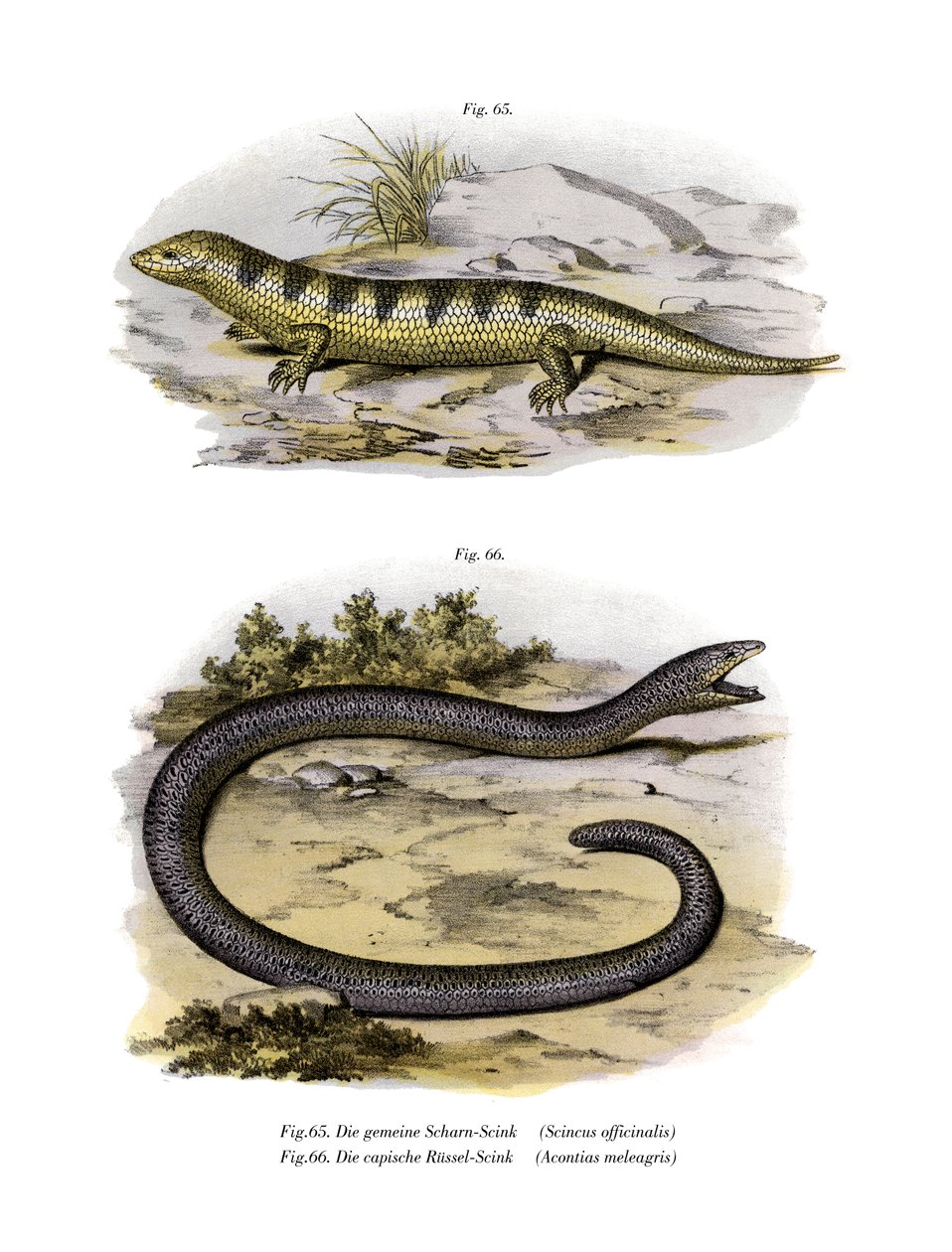 Sandfish Skink (färg litho) av German School