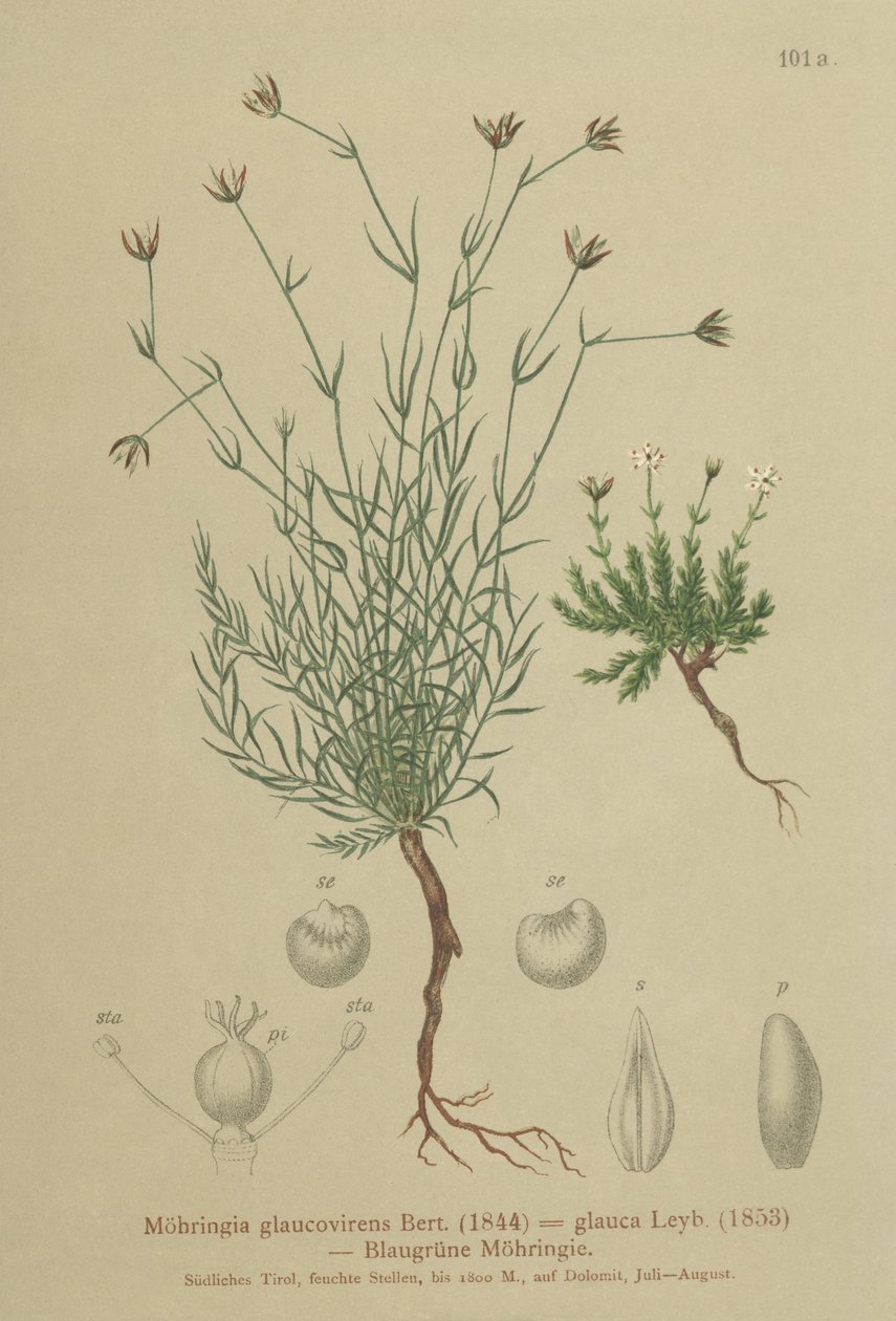 Sandört (Moehringia glaucovirens, Möhringia glaucovirens, Möhringia glauca, Moehringia glauca, Arenaria glaucovirens) av German School