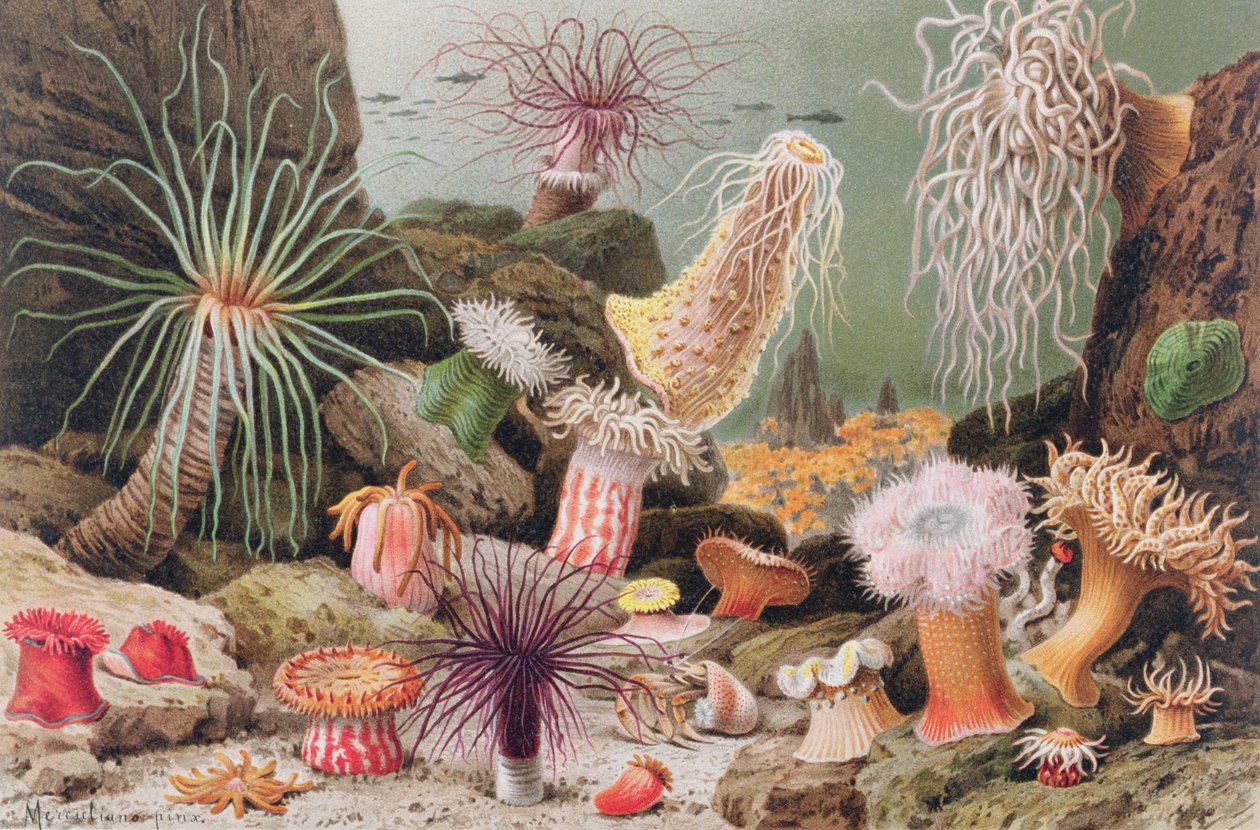 Sea Anemone, tallrik från Brehms Animal Life: General Knowledge of the Animal Kingdom, vol.10, s.581, utgiven av Bibliographic Institute, 1893 av German School