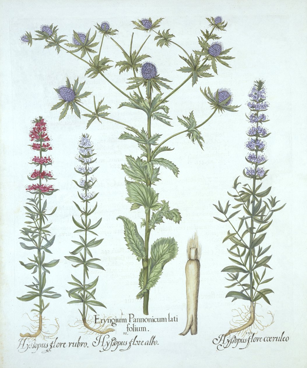 Sea Holly och tre sorters isop, från Hortus Eystettensis, av Basil Besler (1561-1629), pub. 1613 (handfärgad gravyr) av German School