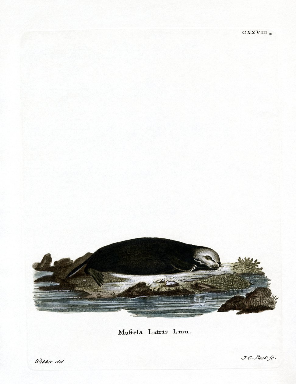 Sea Otter (färgad gravyr) av German School