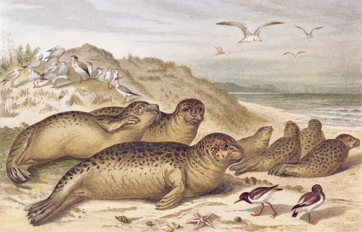 Sigill, plåt från Brehms Animal Life: General Knowledge of the Animal Kingdom, vol.2, s.309, utgiven av Bibliographic Institute, 1890 av German School