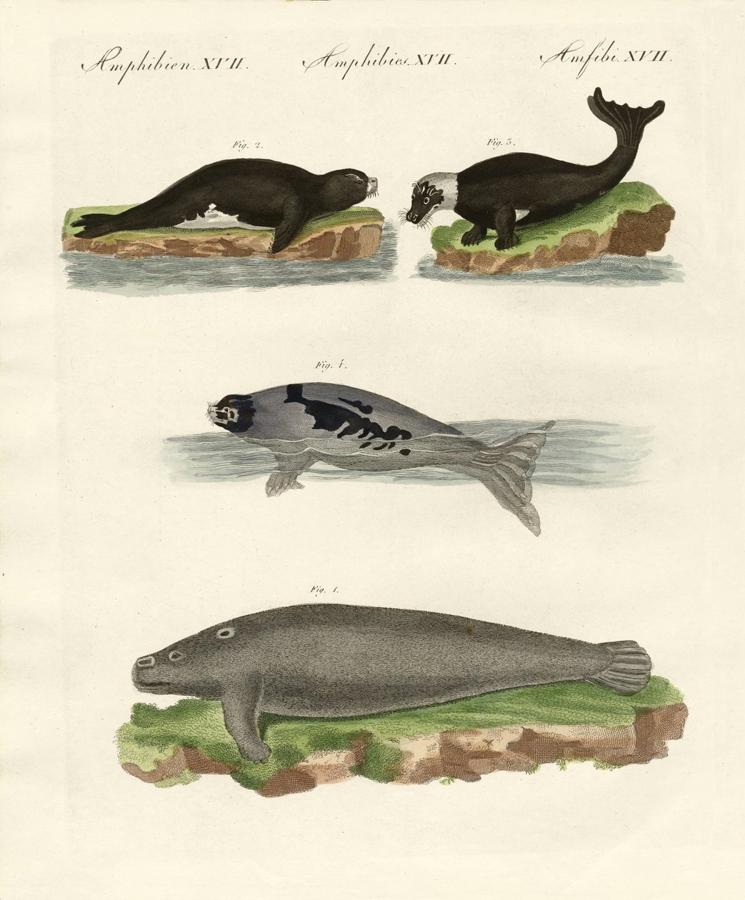 Sigill och valrossar (färgad gravyr) av German School