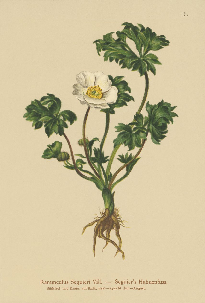 Seguiers kråkfot (Ranunculus Seguieri) av German School